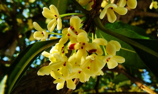 桂花几月开，桂花开花期多长时间图1