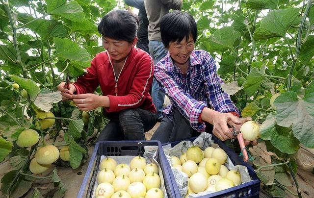 香瓜种植效果不理想？掌握这5点种植技术，香瓜个大、味道甜