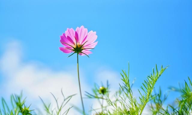 格桑花图片，格桑花怎么拍照好看图3