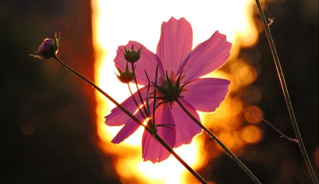 格桑花图片，格桑花怎么拍照好看图10