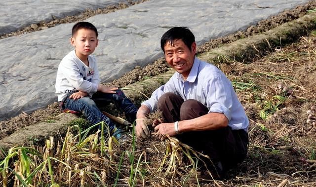 种植大蒜用什么肥料好，大蒜种植用什么肥料好图1