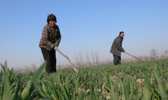 种植大蒜用什么肥料好，大蒜种植用什么肥料好图5