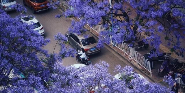 蓝花楹报价，专业种植蓝花楹前景如何呢图1