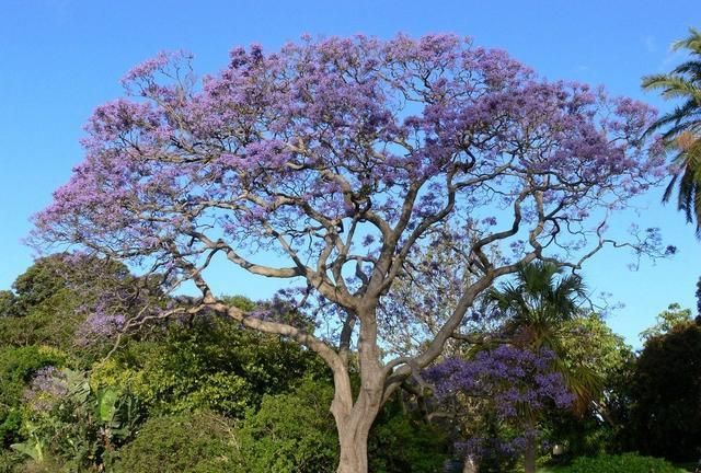 蓝花楹报价，专业种植蓝花楹前景如何呢图3