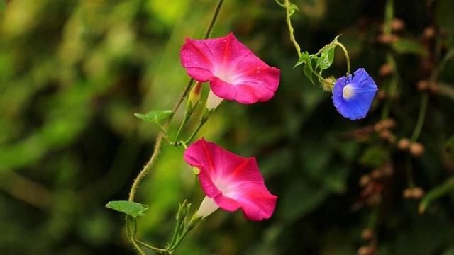 牵牛花的花语，牵牛花的古诗最著名的两句话图1