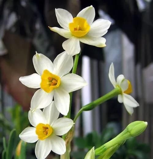 怎样养水仙花，防止水培水仙花植株零乱，叶片细长瘦弱，易倒扶的两种措施图7