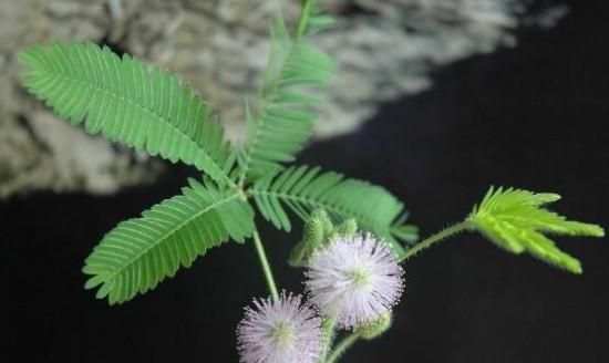 含羞草会开花吗，如何让含羞草开花图4