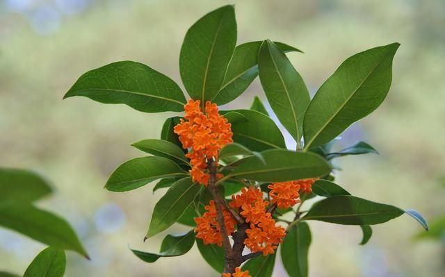 家庭养花——桂花（金桂）