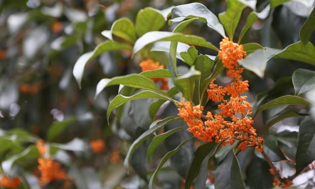 家庭养花——桂花（金桂）