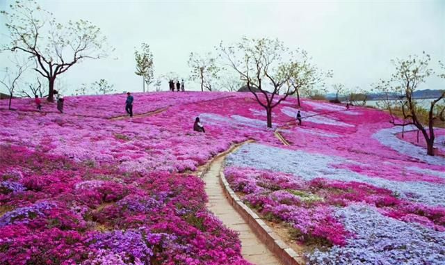 10种“小爆花”，撒几粒种子，俩月开成花海，太震撼了