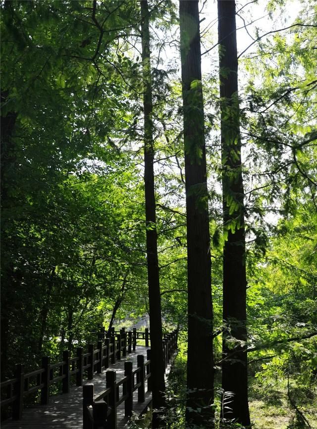 植物界的活化石——水杉