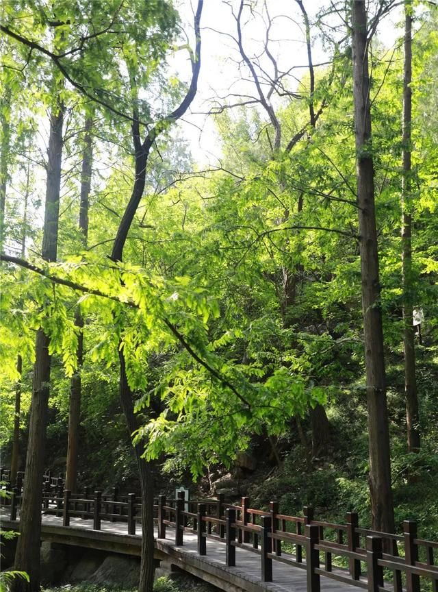 植物界的活化石——水杉