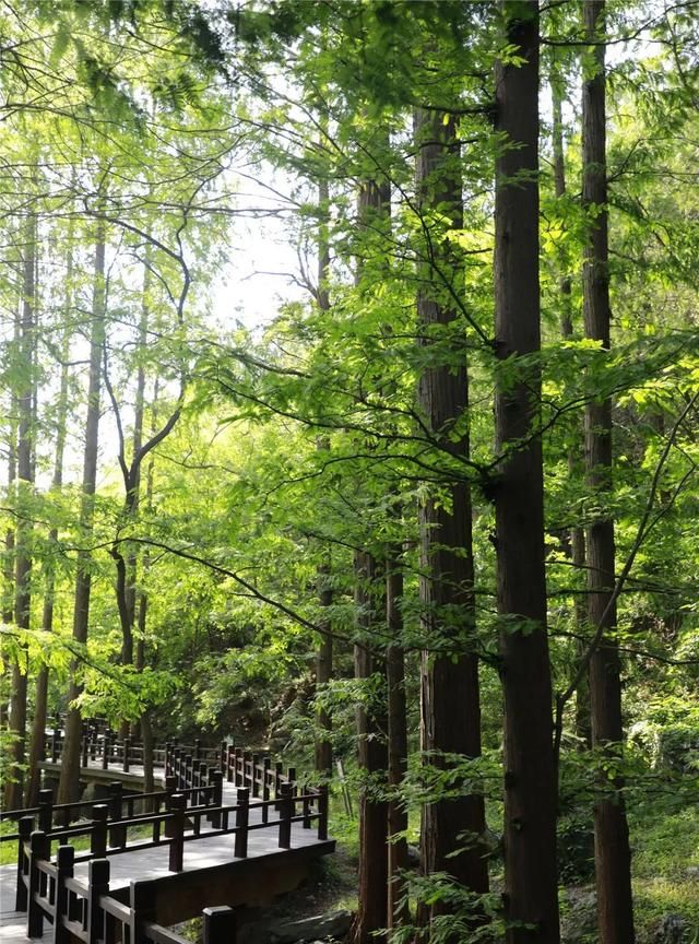 植物界的活化石——水杉