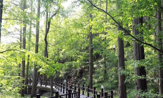 植物界的活化石——水杉