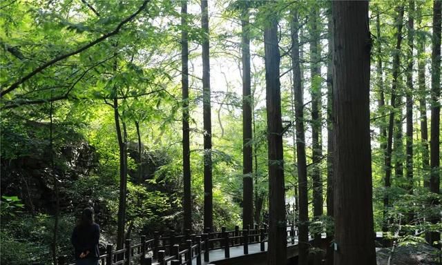 植物界的活化石——水杉