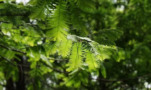 植物界的活化石——水杉