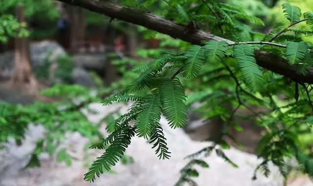 植物界的活化石——水杉