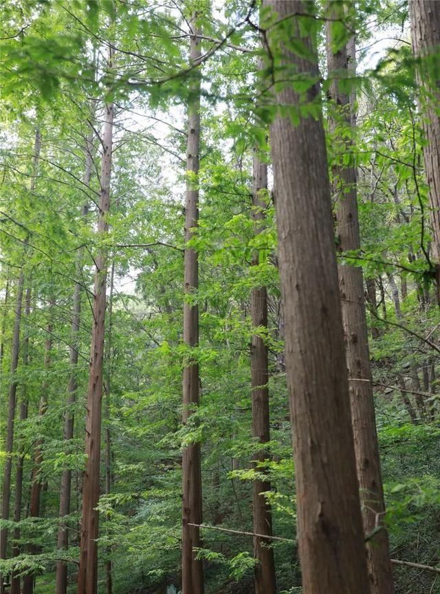 植物界的活化石——水杉