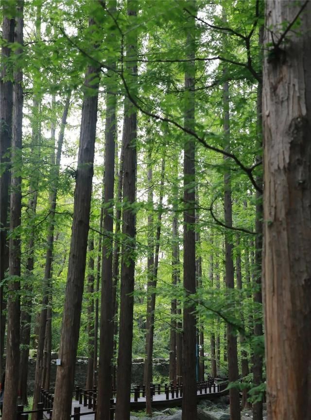 植物界的活化石——水杉