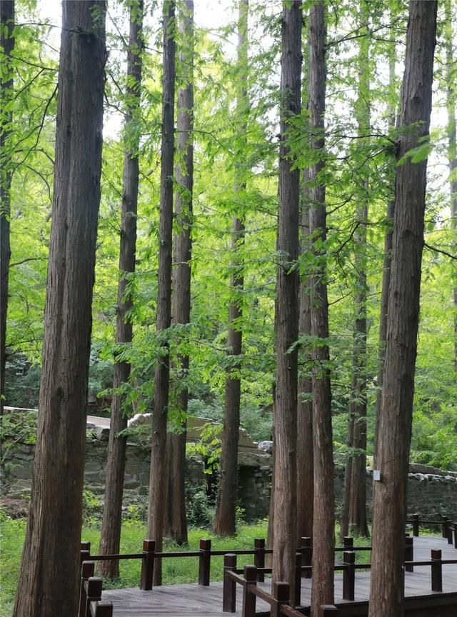 植物界的活化石——水杉