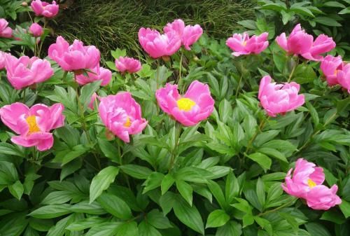 炎炎夏日，除了玫瑰，你还需要一朵芍药