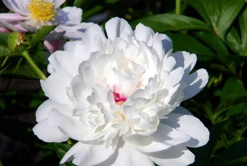 炎炎夏日，除了玫瑰，你还需要一朵芍药