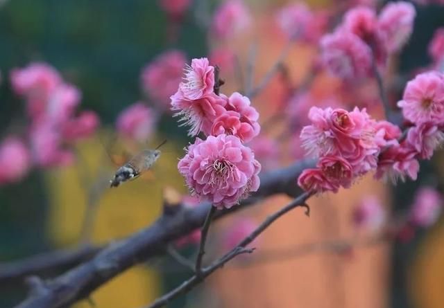 惊艳！山东最不能错过的9处梅花秘境，撑起整个早春颜值！