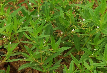 山上常见的白花蛇舌草，虽做成饮料味道奇怪，却是非常好的养生草