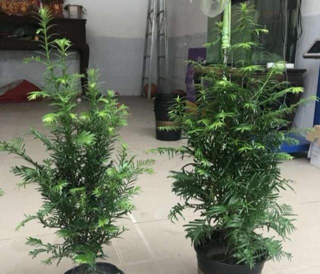 网红植物“红豆杉”，叶子哗哗掉，避开3个坑，还能起死回生