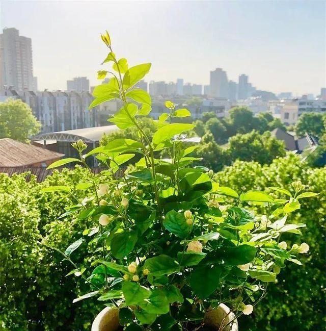 在家养这25种花，招财又旺运，聪明人都在养