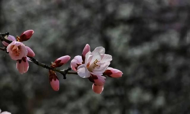 初春的西宁春暖花开，各式美丽娇艳的花朵也争奇斗艳地盛开了