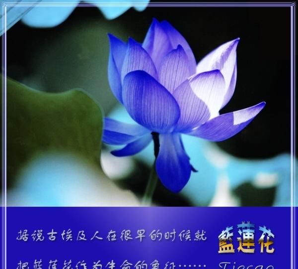 蓝莲花为何被称为“尼罗河的红百合花”？居然还有这样的传说