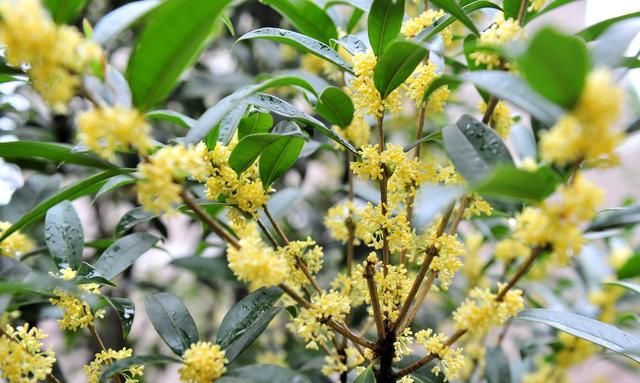 桂花树原来也有种子，用桂花子也能育苗，你可知道多少年才开花？