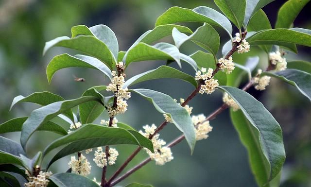 桂花树原来也有种子，用桂花子也能育苗，你可知道多少年才开花？