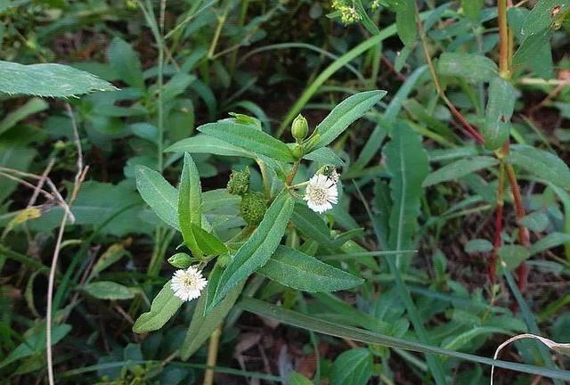 8种花是蚊虫克星，给它晒足阳光，夏天远离蚊子骚扰