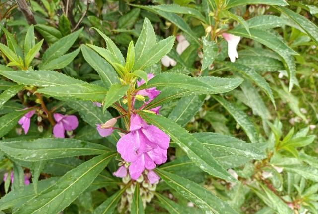 人称“凤仙花”，小时候常用来染指甲，价值珍贵，对灰指甲有一绝