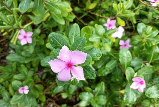 人称“凤仙花”，小时候常用来染指甲，价值珍贵，对灰指甲有一绝