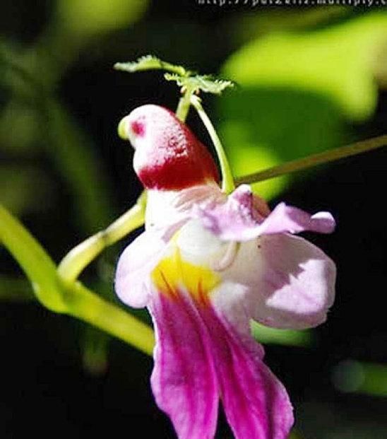 蓝花楹，幽灵兰花，介绍一些散落在人家的天使，魔鬼，外星人化成的花图6