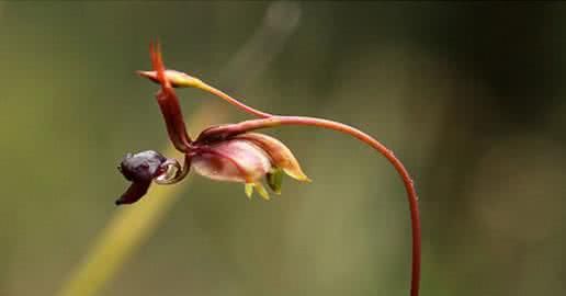 蓝花楹，幽灵兰花，介绍一些散落在人家的天使，魔鬼，外星人化成的花图18