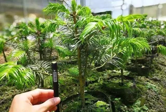 百山祖冷杉，曾作为珍稀濒危植物公益广告明星，现在状况如何？