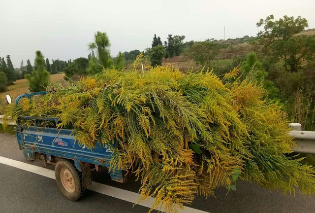 比水葫芦还难对付！加拿大一枝黄花在我国泛滥，当初为啥要引进？