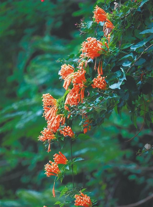 海南百花争春：木棉红了，火焰木开花了