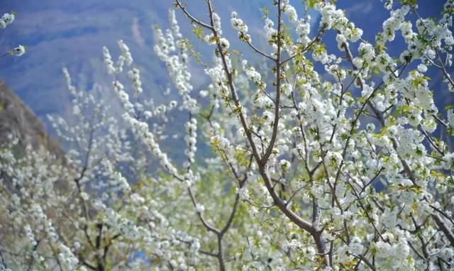 十里樱花漫山开，无忧汶川待你来！