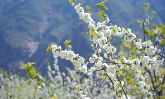 十里樱花漫山开，无忧汶川待你来！