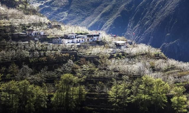 十里樱花漫山开，无忧汶川待你来！