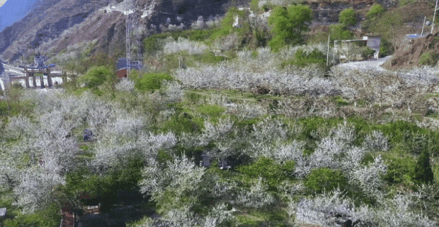 十里樱花漫山开，无忧汶川待你来！