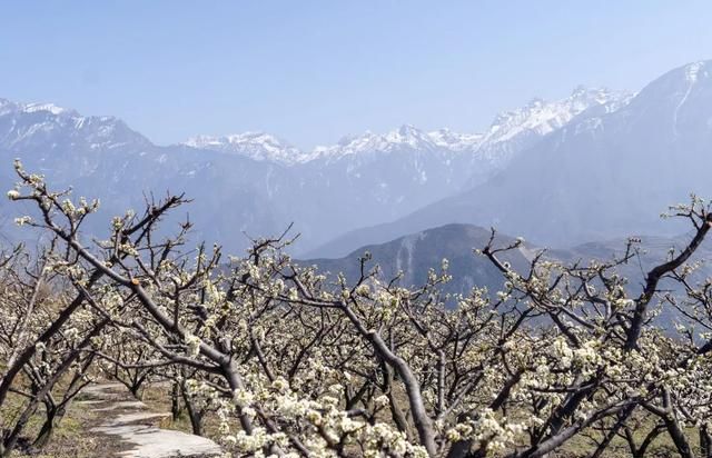 十里樱花漫山开，无忧汶川待你来！