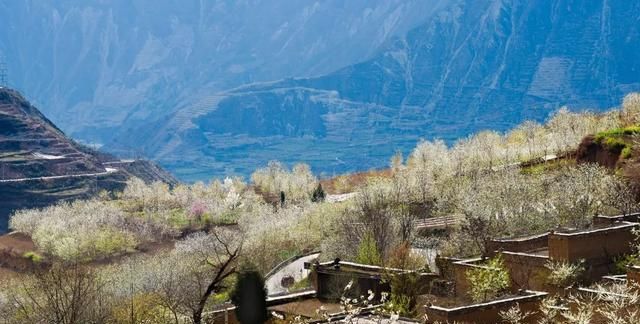 十里樱花漫山开，无忧汶川待你来！