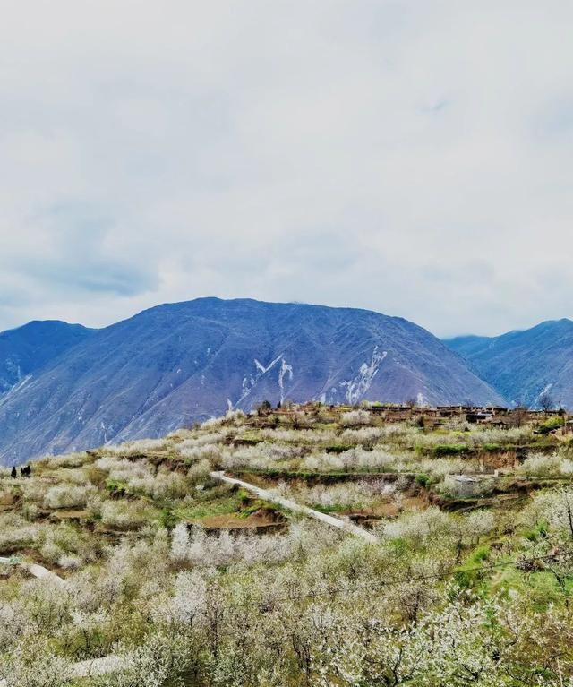 十里樱花漫山开，无忧汶川待你来！