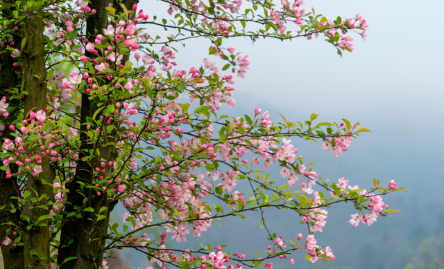 十里樱花漫山开，无忧汶川待你来！